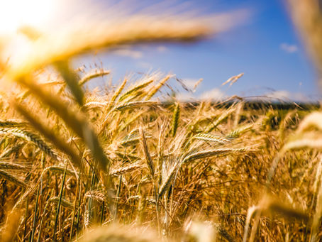 A COLLECTIVE VOICE FOR RURAL OKLAHOMANS